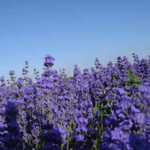 French Lavender Floral water